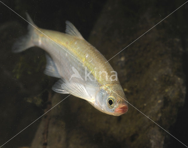Bleak (Alburnus alburnus)