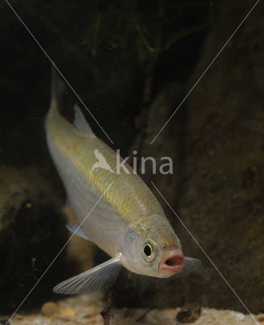 Bleak (Alburnus alburnus)