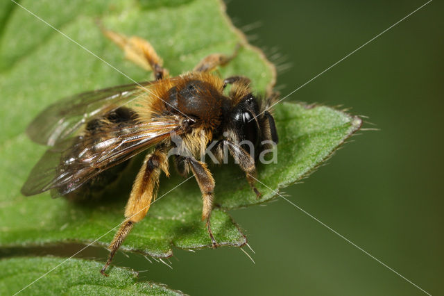 Andrena fulvata