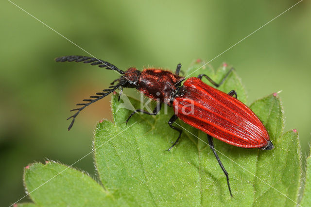 Anostirus purpureus