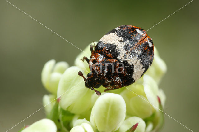 Anthrenus pimpinellae