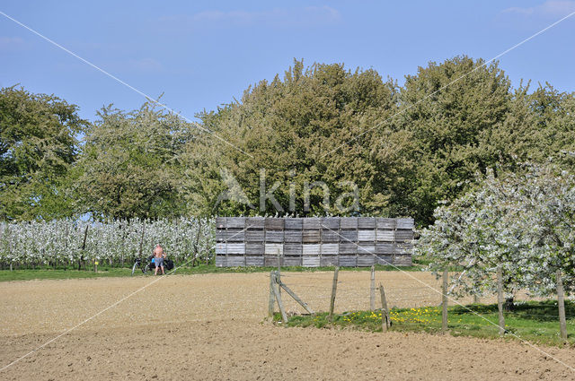 Apple tree (Malus spec.)