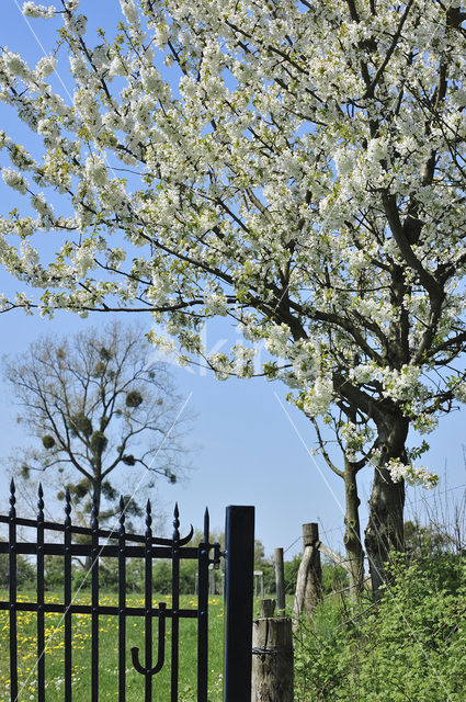 Apple tree (Malus spec.)