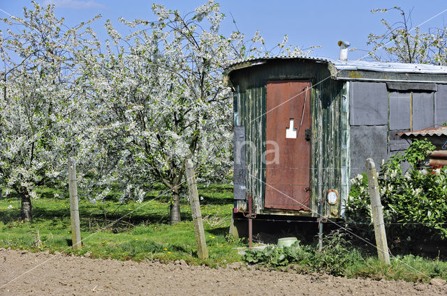 Apple tree (Malus spec.)