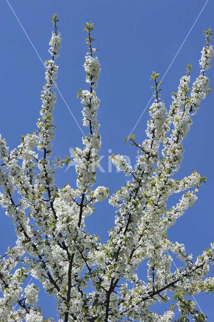 Apple tree (Malus spec.)