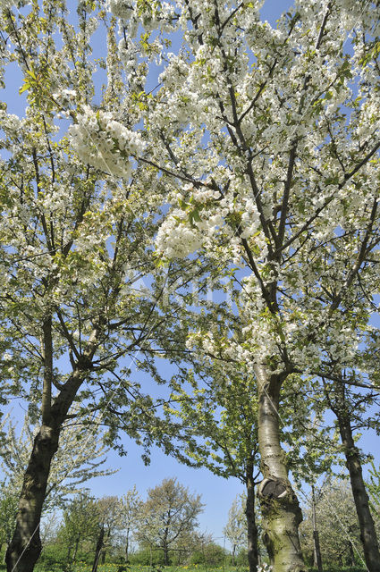 Apple tree (Malus spec.)