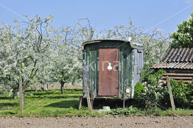 Apple tree (Malus spec.)