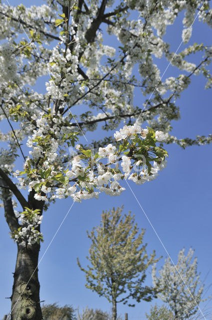 Apple tree (Malus spec.)