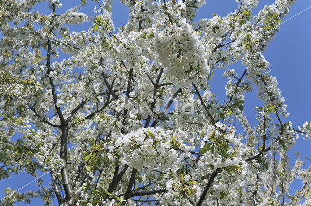 Apple tree (Malus spec.)