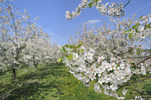 Apple tree (Malus spec.)