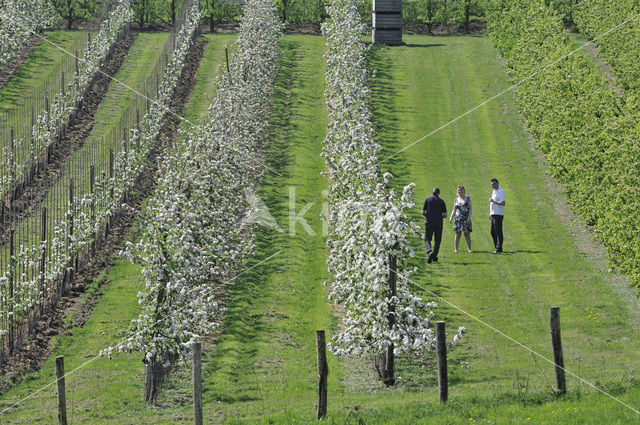 Apple tree (Malus spec.)