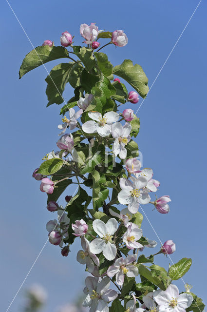 Apple tree (Malus spec.)
