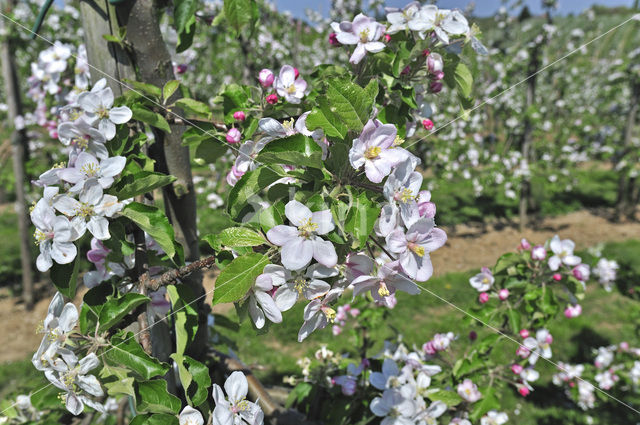 Apple tree (Malus spec.)