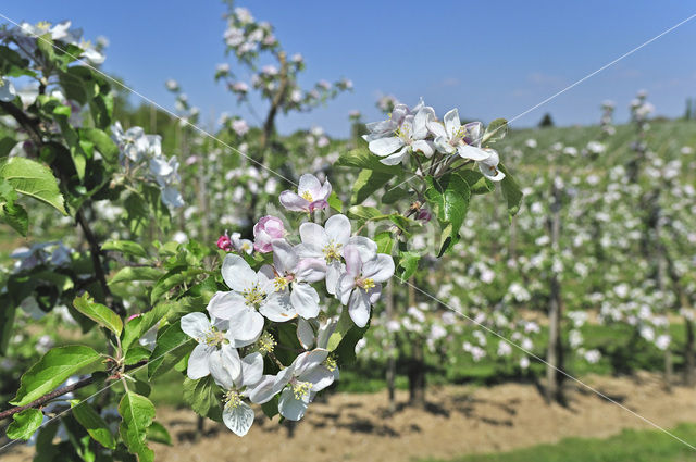 Apple tree (Malus spec.)