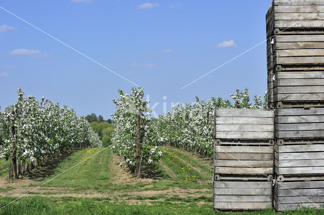 Apple tree (Malus spec.)