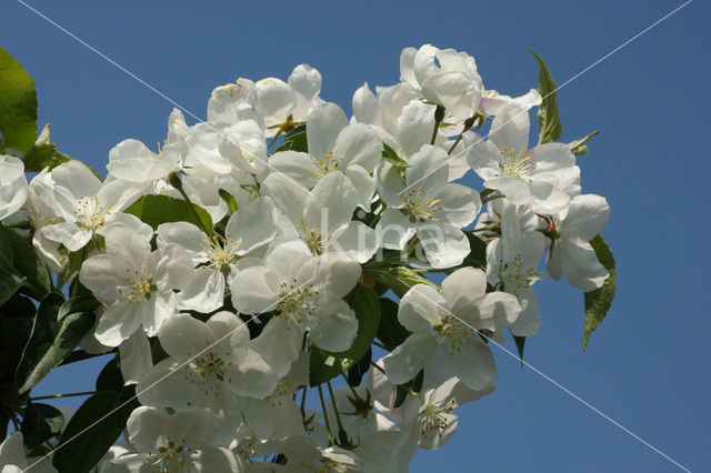 Apple (Malus domesticus)