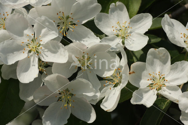 Apple (Malus domesticus)