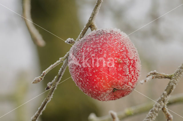 Apple (Malus domesticus)
