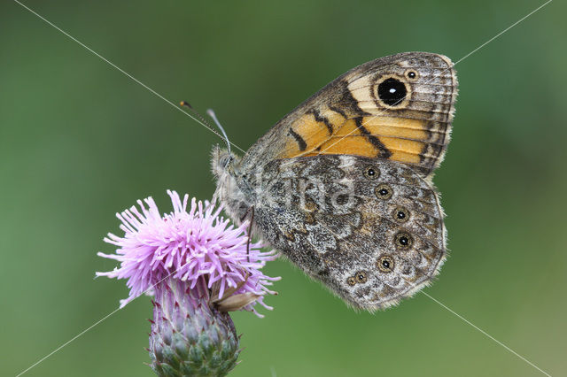 Wall Brown (Lasiommata megera)