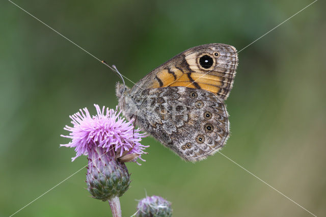 Wall Brown (Lasiommata megera)