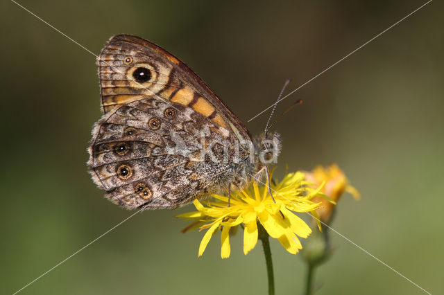 Argusvlinder (Lasiommata megera)