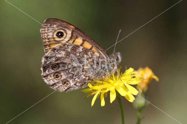 Wall Brown (Lasiommata megera)