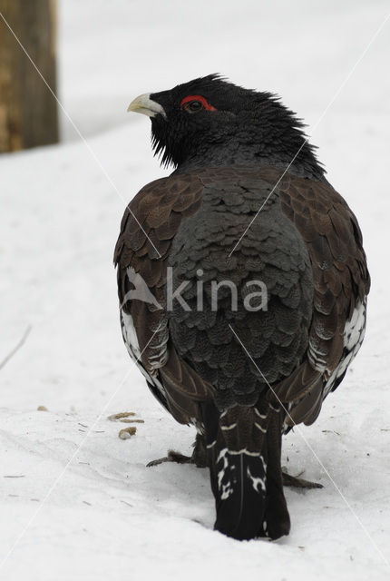 Eurasian Capercaillie (Tetrao urogallus)