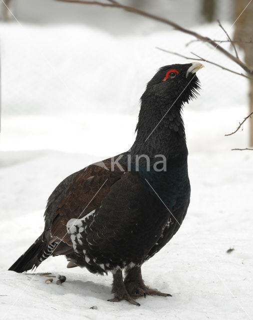 Eurasian Capercaillie (Tetrao urogallus)