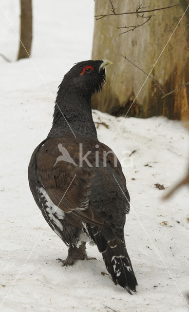 Eurasian Capercaillie (Tetrao urogallus)