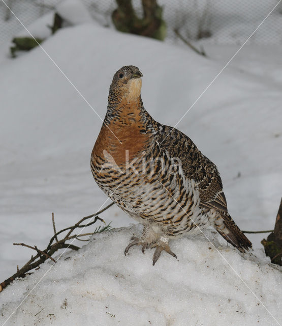 Eurasian Capercaillie (Tetrao urogallus)