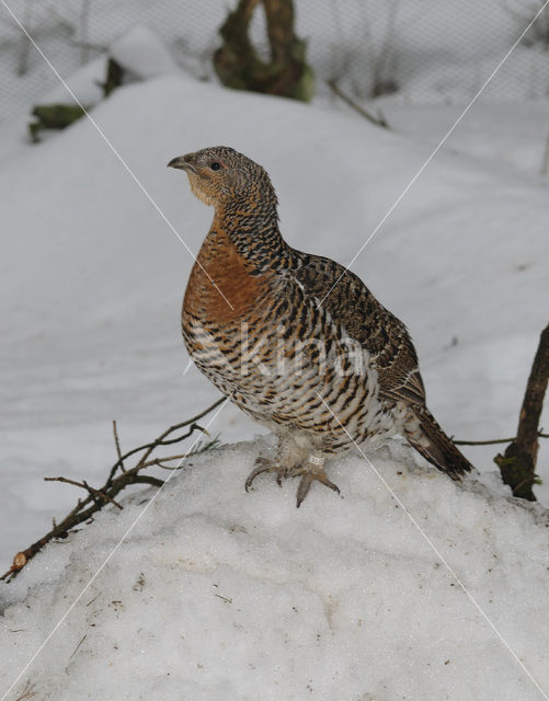 Auerhoen (Tetrao urogallus)