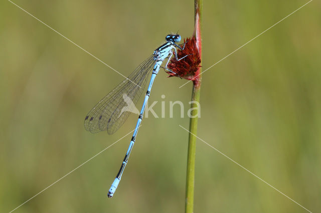 Azure Damselfly (Coenagrion puella)