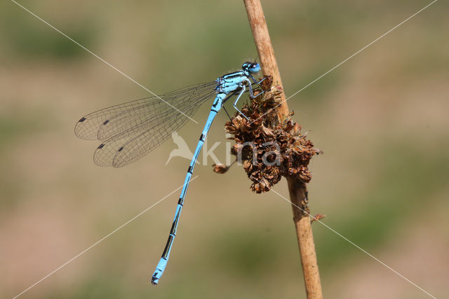 Azure Damselfly (Coenagrion puella)