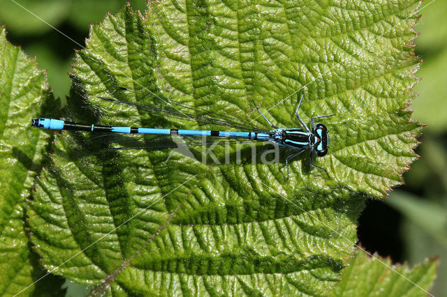 Azuurwaterjuffer (Coenagrion puella)