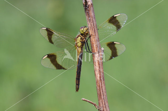 band-winged dragonfly (Sympetrum pedemontanum)