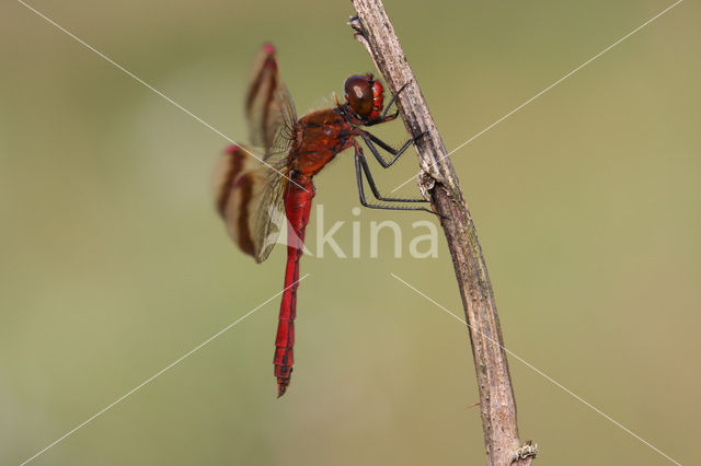 band-winged dragonfly (Sympetrum pedemontanum)