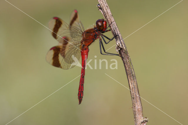 band-winged dragonfly (Sympetrum pedemontanum)
