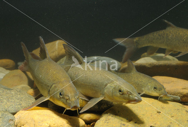 Barbel (Barbus barbus)