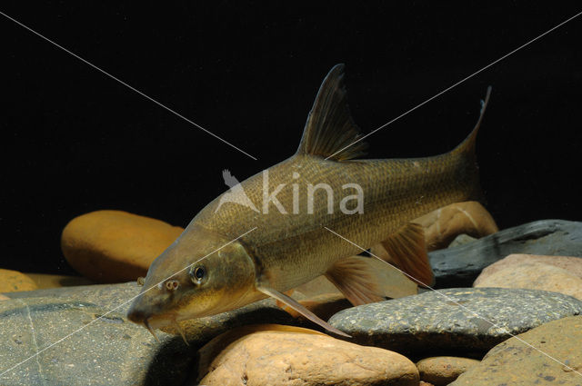 Barbel (Barbus barbus)