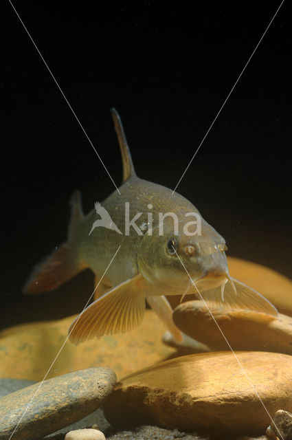 Barbel (Barbus barbus)