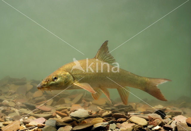 Barbel (Barbus barbus)