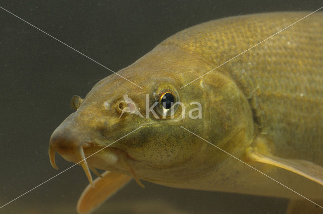 Barbel (Barbus barbus)