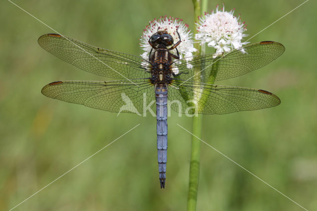 Beekoeverlibel (Orthetrum coerulescens)