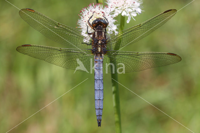 Beekoeverlibel (Orthetrum coerulescens)