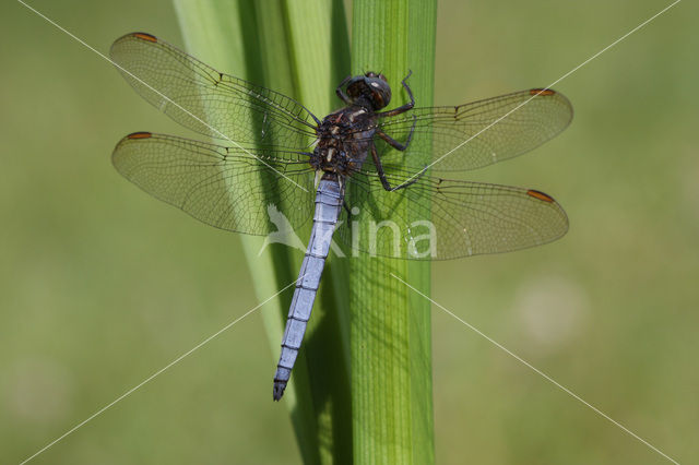 Beekoeverlibel (Orthetrum coerulescens)