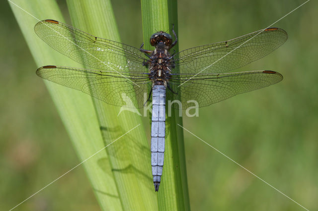 Beekoeverlibel (Orthetrum coerulescens)