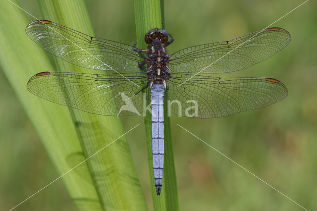 Beekoeverlibel (Orthetrum coerulescens)