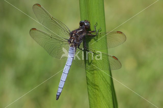 Beekoeverlibel (Orthetrum coerulescens)