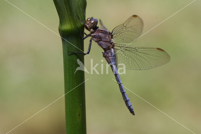 Beekoeverlibel (Orthetrum coerulescens)