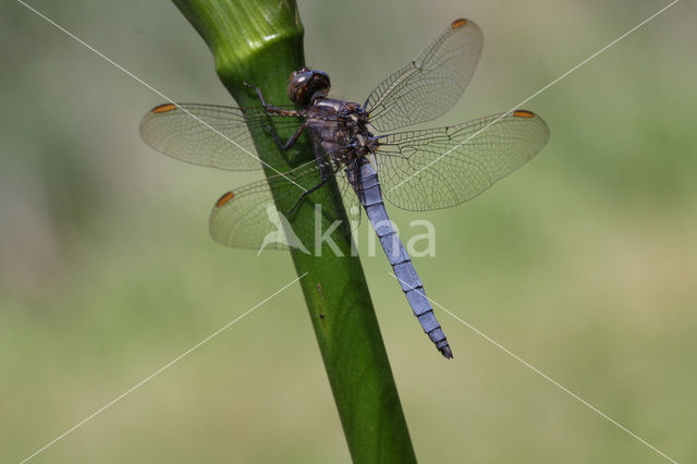 Beekoeverlibel (Orthetrum coerulescens)